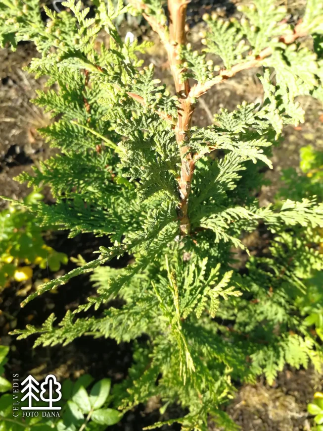 Thuja occidentalis   'Spiralis'